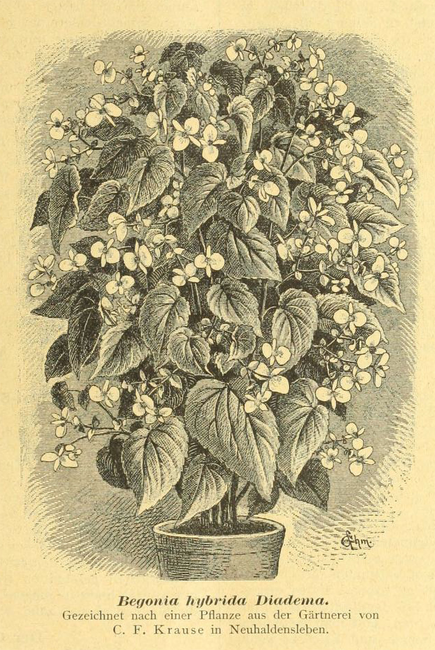 B. ‘Hybrida Diadema’